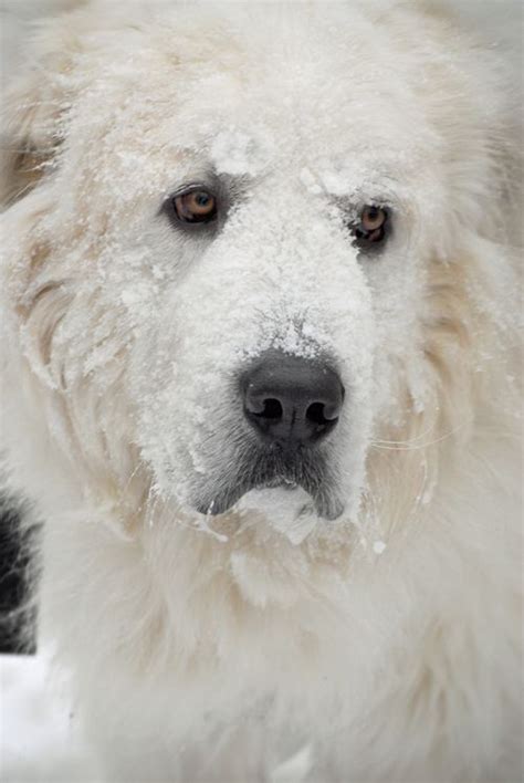 Snow Lover Great Pyrenees Dog Great Pyrenees Pyrenean Mountain Dog