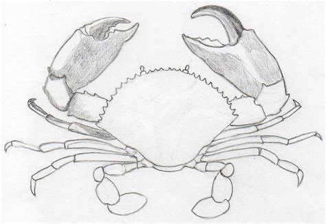 How To Draw Crab In Pencil