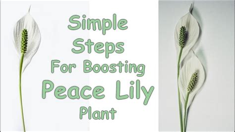 Aloha lily plant care indoors. Peace lily care indoor - YouTube