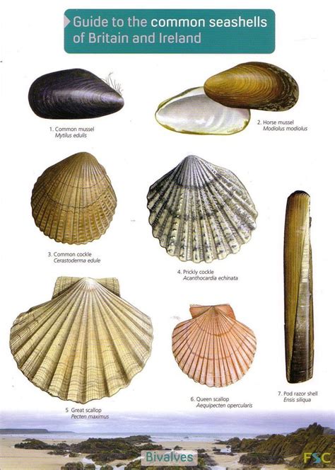 Guide To The Common Seashells Of Britain And Ireland Nhbs Field
