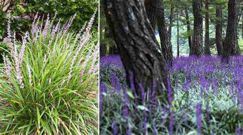 Monkey Grass Liriope Plant Care And Growing Guide
