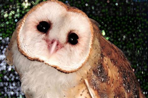 Reduces the attack power of nearby enemies by 10. Barn Owl - Honolulu Zoo Society