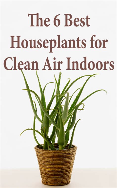 Make sure to research and check out any plant for safety before bringing it. The 6 Best Houseplants for Clean Air Indoors - Countryside