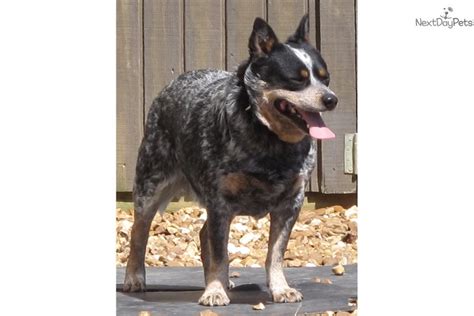 Made with ingredients of exceptional quality, diamond naturals dog foods provide complete, holistic nutrition for every pet. Mac: Australian Cattle Dog/Blue Heeler puppy for sale near ...