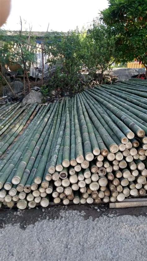 Jual Bambu Steger Kaso Triplek Konstruksi Dan Taman 863340009