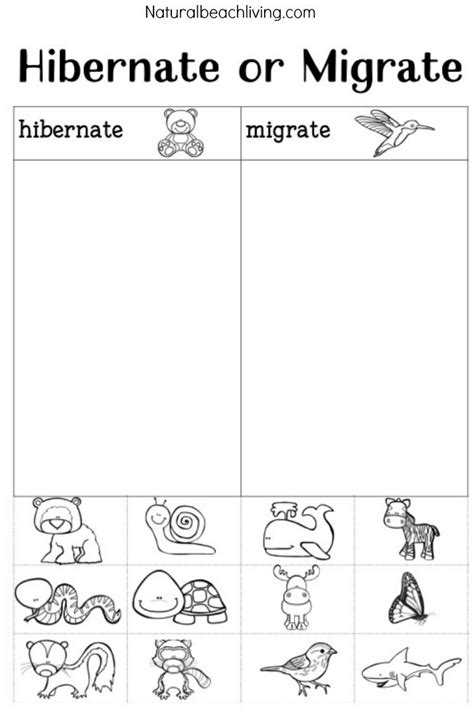 Hibernation And Migration Worksheets