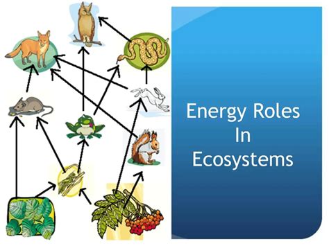Ppt Energy Roles In Ecosystems Powerpoint Presentation Free Download