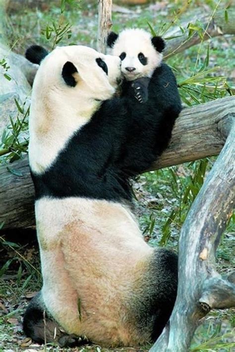 17 Best I Love Pandas Images On Pinterest Panda Bears Wild Animals