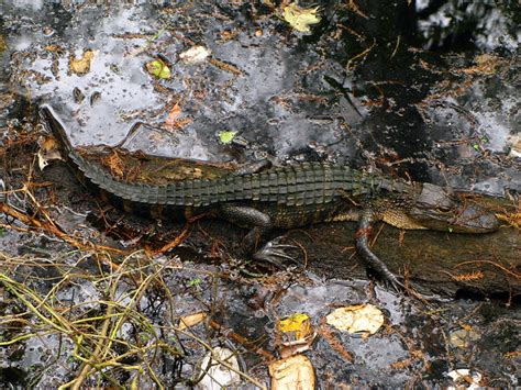Alligator Mississippiensis Corkscrew Swamp Sanctuary Nat Flickr