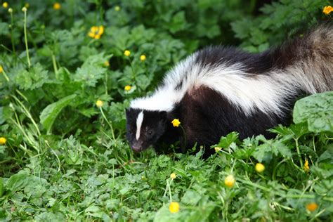 Why You Re Smelling Skunks This Week