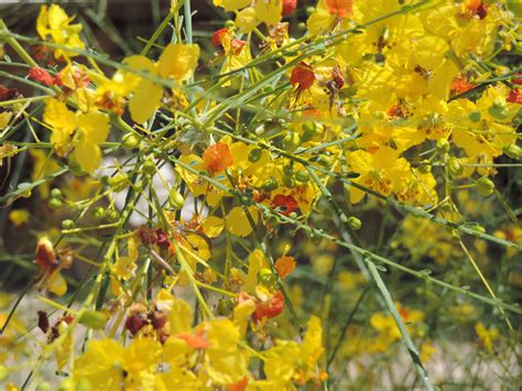 Close Up Of Palo Verde Blooms Tucson Az Photo By Marie Carmean