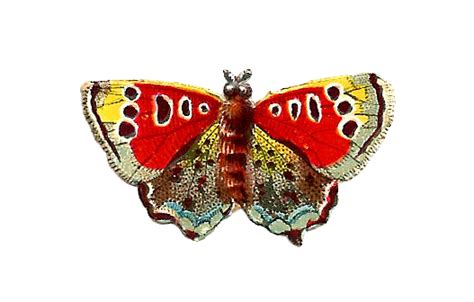 Antique Images Insect Moth Clip Art Digital Scrap Of Beautiful Multi