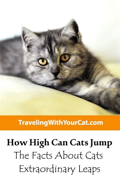 How High Can Cats Jump The Facts About Cats Extraordinary Leaps