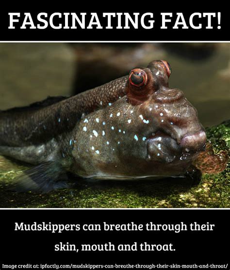 Mudskippers Can Breathe Through Their Skin Mouth And