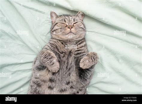 British Shorthair Cat Lying Down On Its Back In Bed Resting With Eyes