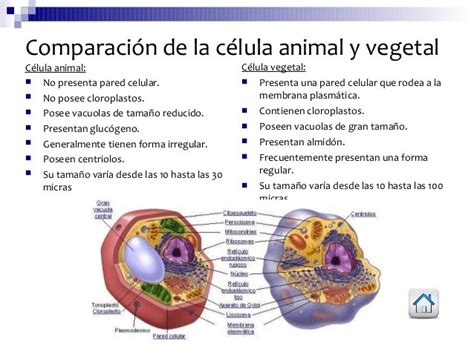 Diferencias Entre Célula Animal Y Vegetal Cuadro Comparativo