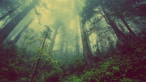 1290x2796px Free Download Hd Wallpaper Misty Forest Green Forest