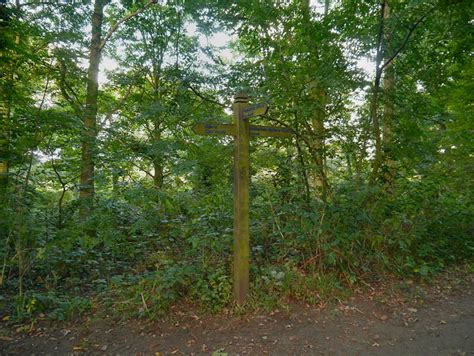 Big Wood Marbury Country Park © David Dixon Geograph Britain And