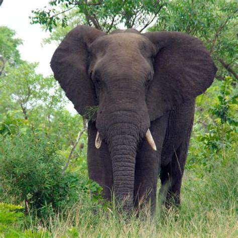 Diferencias Entre El Elefante Africano Y El Asiático