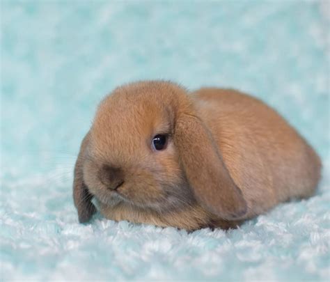 Holland Lop Baby Bunny