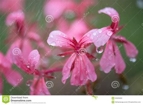 Pink Flowers And Rain Stock Image Image Of Stem Water 55020053