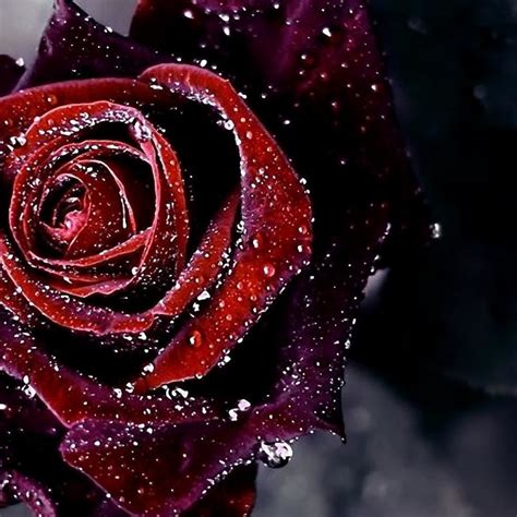 10 Top Dark Red Rose Wallpapers Full Hd 1080p For Pc Desktop 2023
