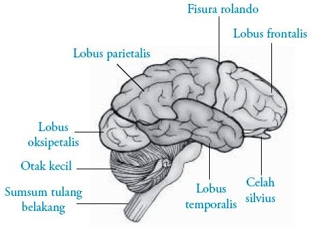 Otak Depan Prosensefalon Struktur Fungsi Bagian