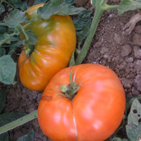 Tomato Seeds Amana Orange Organic