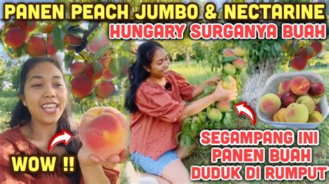 PANEN JENIS PEACH DAN NECTARINE HUNGARY SURGANYA BUAH MELIMPAH POHONNYA PENDEK BIKIN KALAP