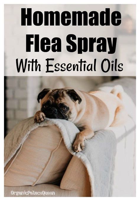 Homemade Flea Spray For House With Essential Oils Flea Spray