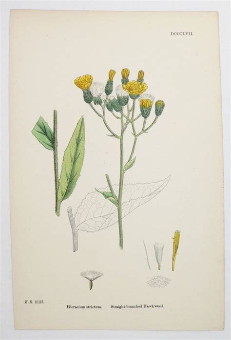 Vintage Wildflower Print Yellow Flower Print Dandelion Art Etsy