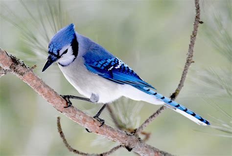 Wallpaper Birds Tail Nature Wildlife Beak Songbird Jay Outdoor