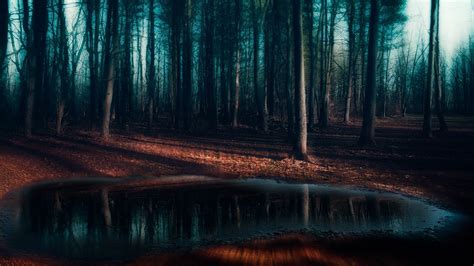 Pine Trees Forest Dark Nature Puddle Landscape Shadow Frost