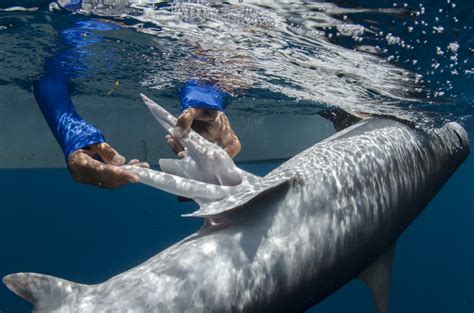 How To Differentiate Male And Female Sharks