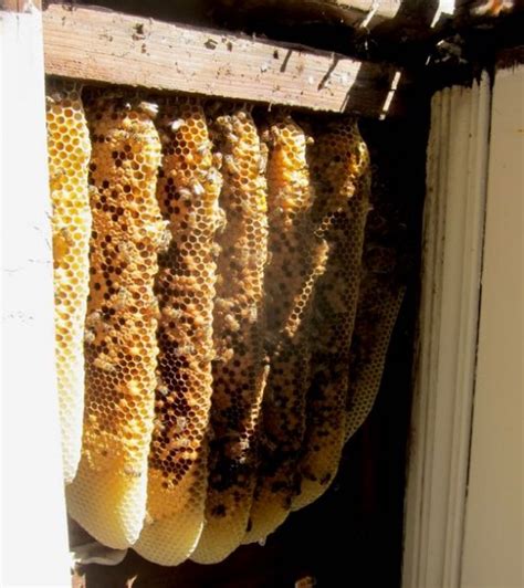 Bees can be annoying, or even hazardous to us when they build their home near our own home. How To Remove Bees From A Wall