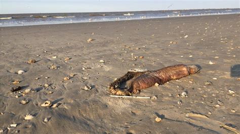 Fanged Creature Found On Texas Beach After Hurricane Harvey Bbc News