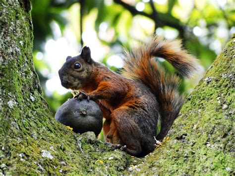 Impactos Ambientales En Fauna Y Flora ¿que Es Fauna