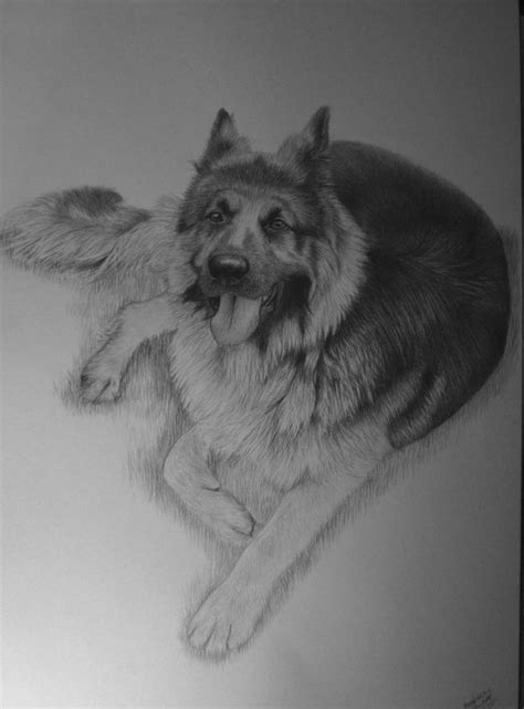 German Shepherd Lion Art Pencil Drawings German Shepherd