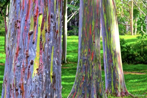 Eucalyptus Deglupta Rainbow Tree