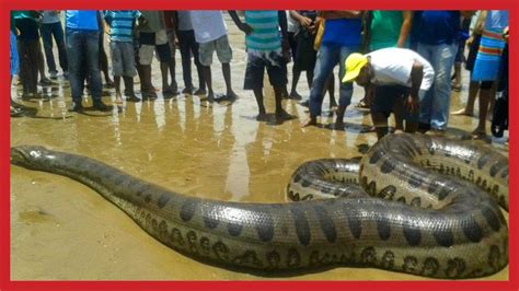 World Biggest Titanoboa Monster Snake Caught In Cambodia Giant Snake