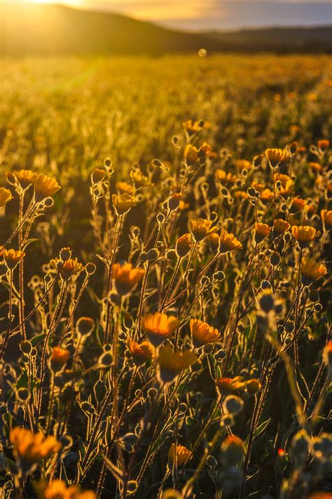 1000 Interesting Wild Flowers Photos · Pexels · Free