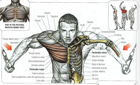 Some muscles are named for what seem to be strange reasons. Top 7 Chest Exercises to Build Muscle - Bodydulding