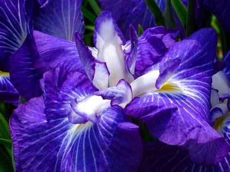 Fondos De Pantalla Iris Flores Descargar Imagenes