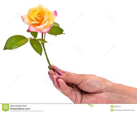 A Hand Of A Woman Gives The Rose Stock Photo Image Of Care Adult