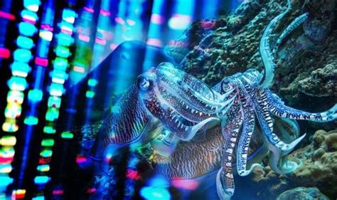 Biohack Bombshell Squids Exciting Gene Editing Superpower To Revo
