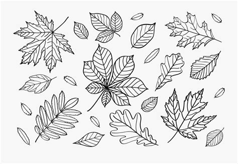 Transparent Fall Leaves Clipart Falling Leaves Outline Png Free