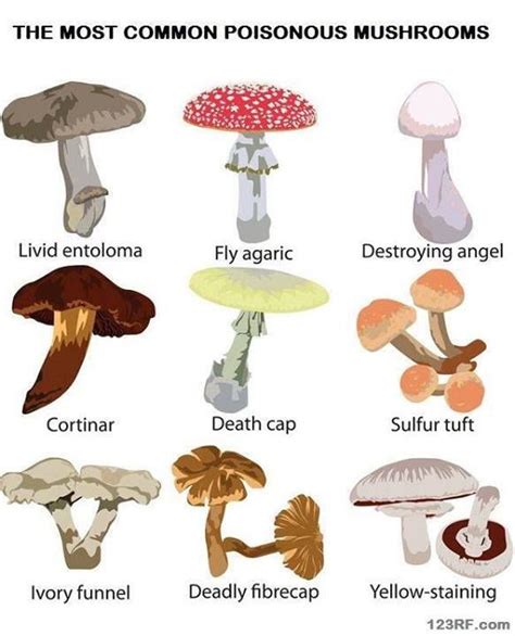 9 Common Poisonous Mushrooms And Their Toxicity Stuffed Mushrooms