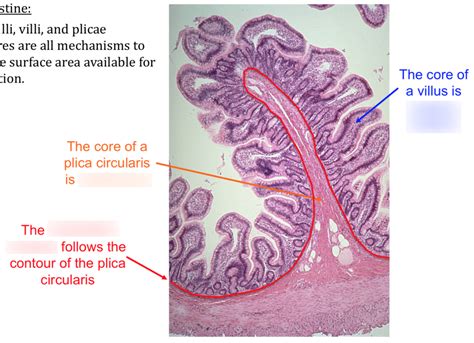 Small Intestine Histology 2 Diagram Quizlet