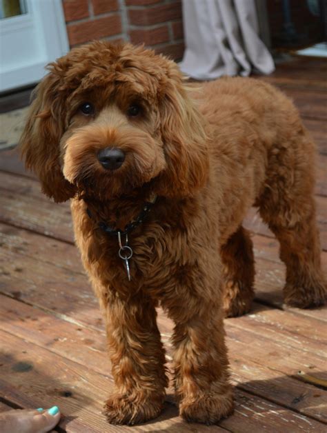 Australian Doodle Puppy For Sale