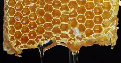 Bee Honeycomb Wax With Honey Honey Dripping From Honey Comb By
